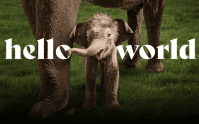 Baby elephant under Mom's legs with white text overlayed on the image that says hello world