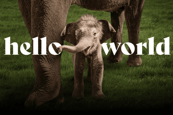 Fort Worth Zoo Welcomes New Baby Elephant!