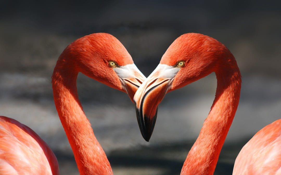 2022 Valentine’s Events at Texas Zoos
