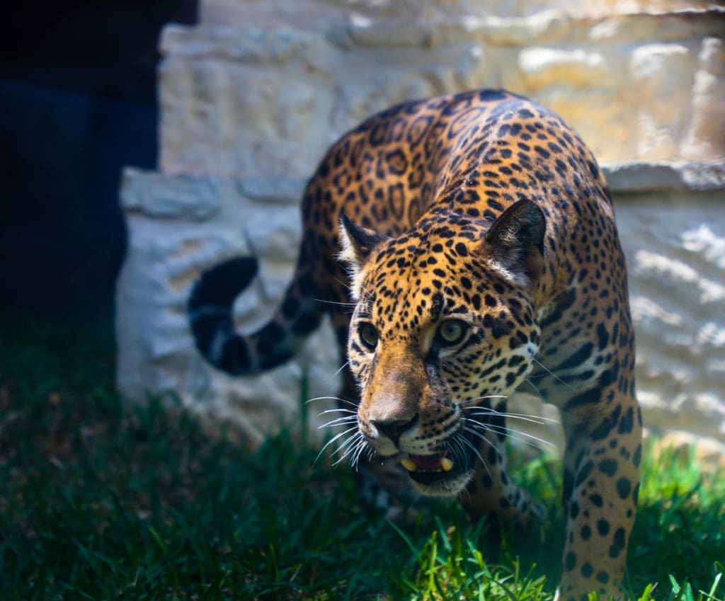 2 Year Old Jaguar, Frida, Comes to San Antonio Zoo - Texas Zoos