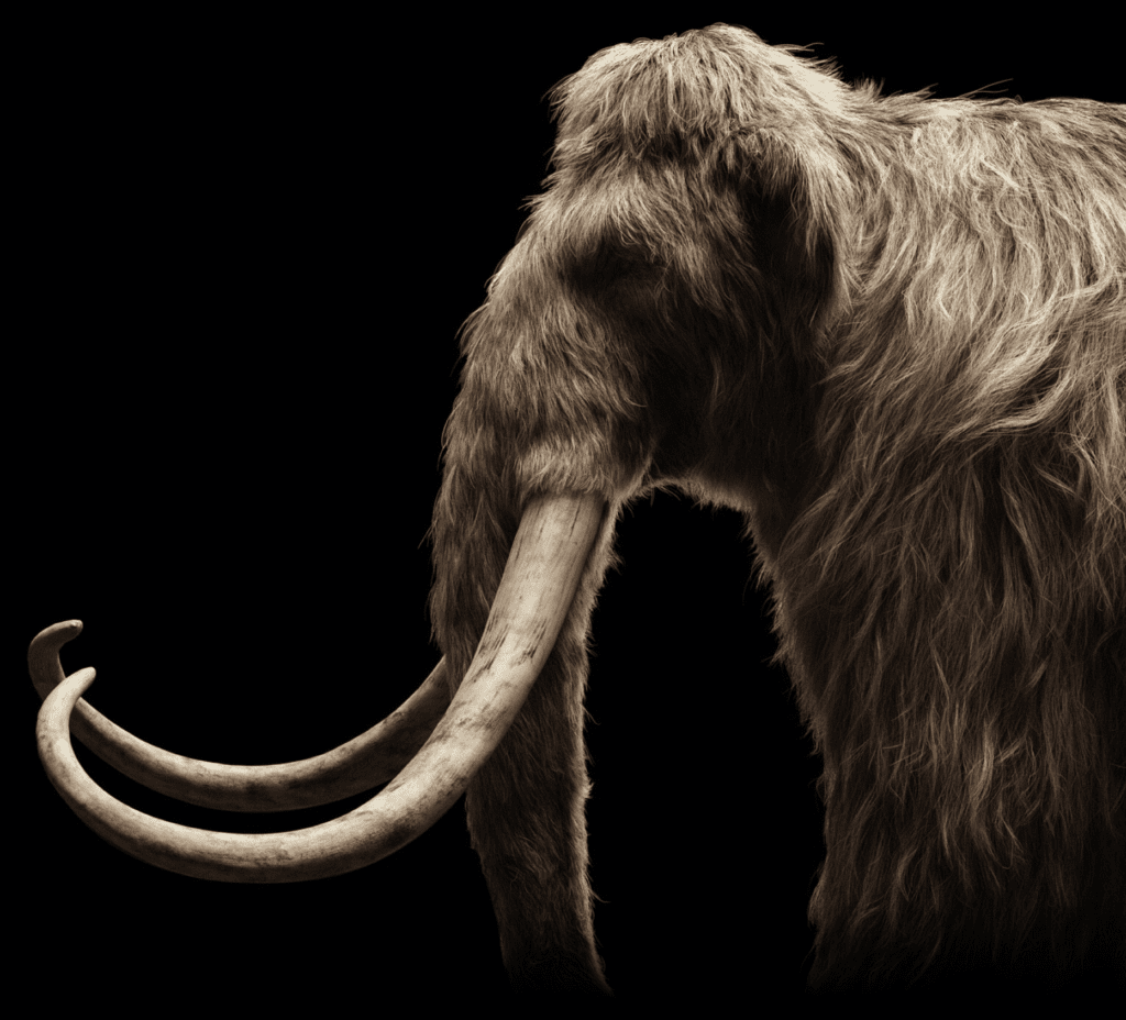 This image has an empty alt attribute; its file name is Mammoth-Image-1024x928.png