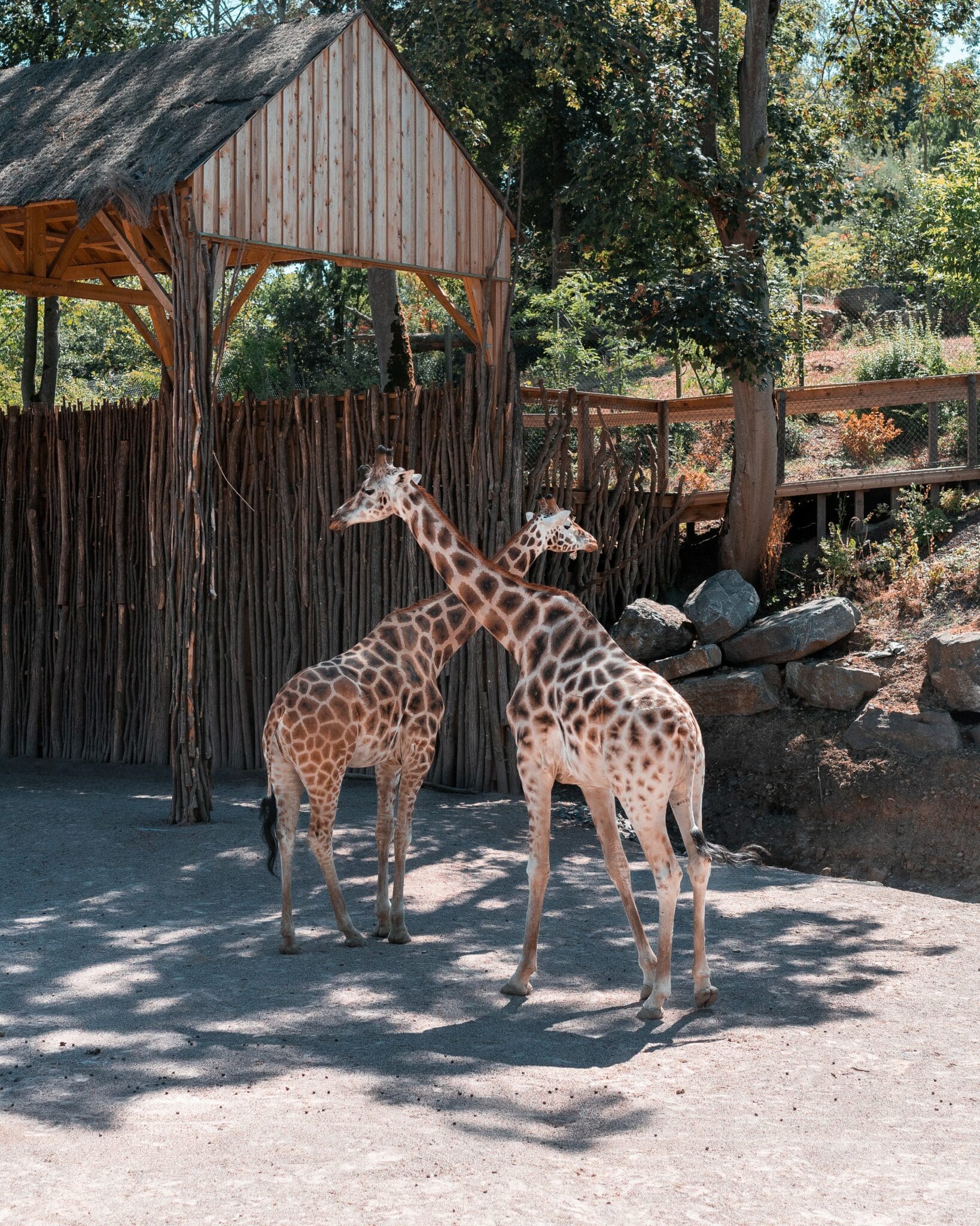 10 Fun Facts About Giraffes / Texas Zoos