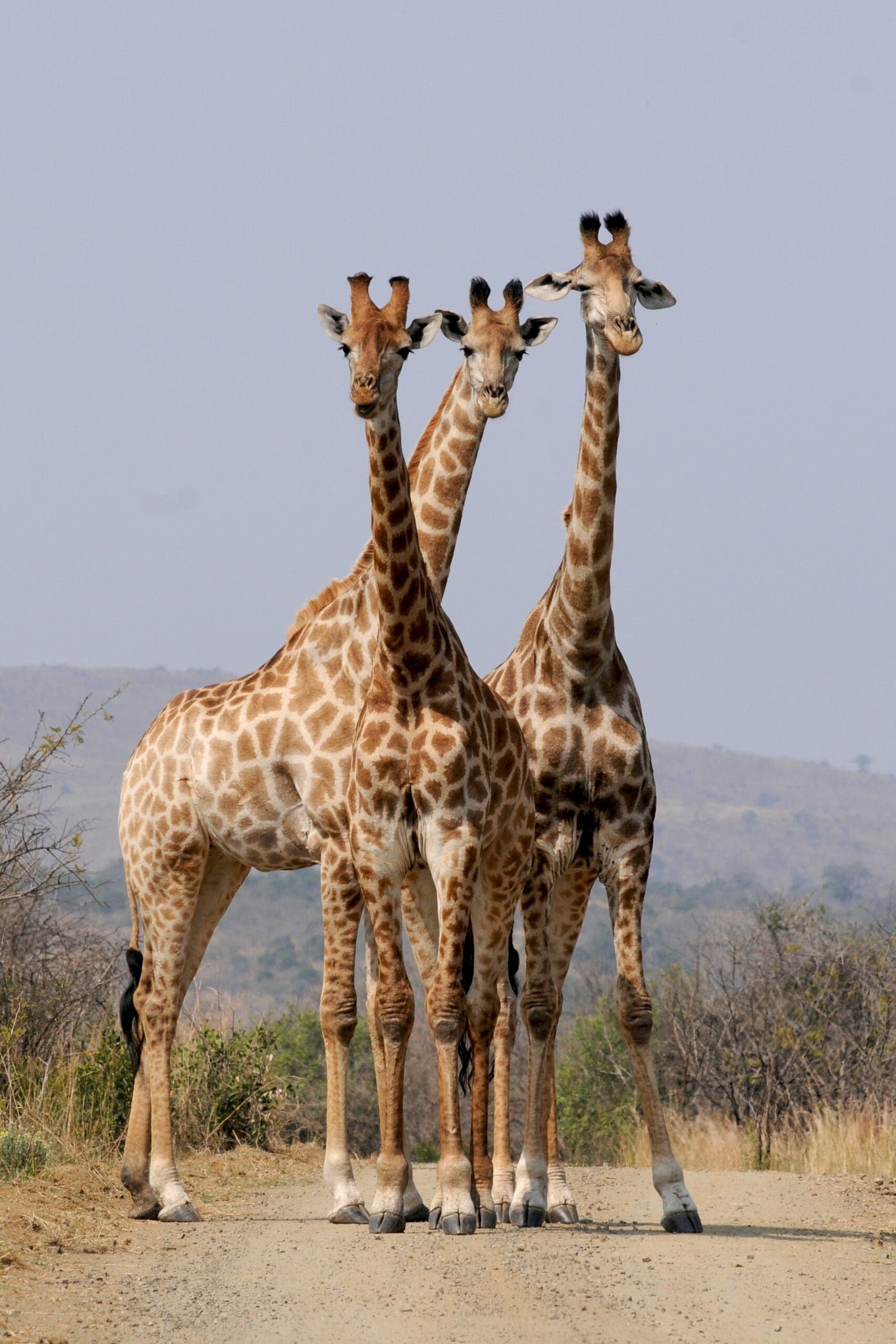 10 Fun Facts About Giraffes / Texas Zoos