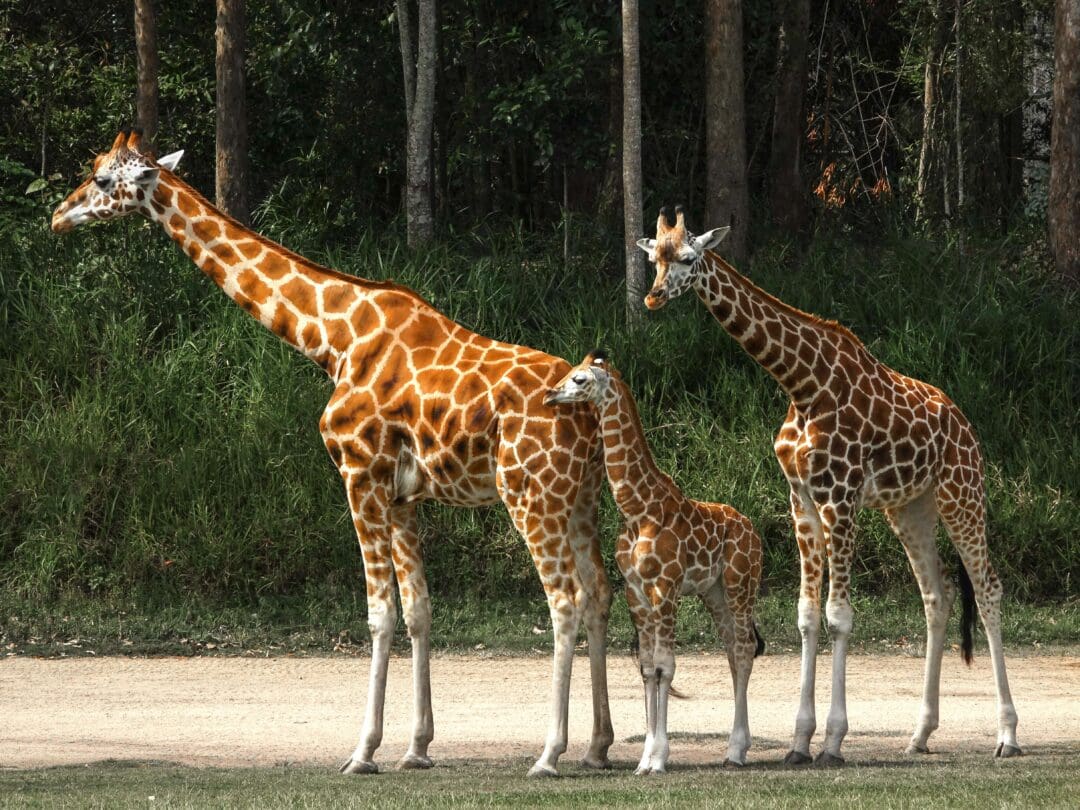 10 Fun Facts About Giraffes / Texas Zoos