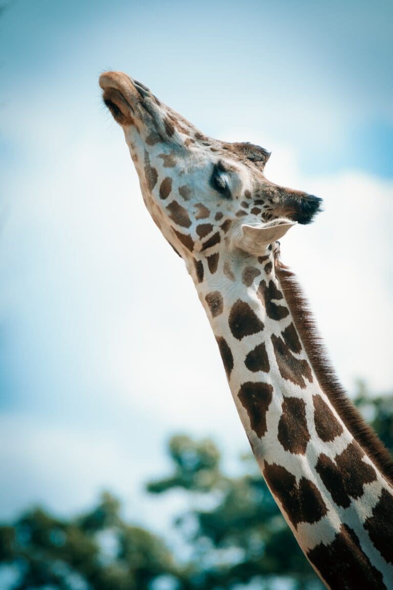 10 Fun Facts About Giraffes / Texas Zoos