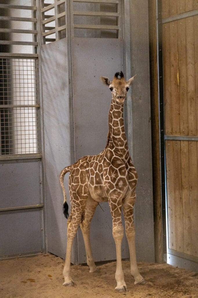 It's a Boy: Fort Worth Zoo Announces New Baby Elephant - Fort