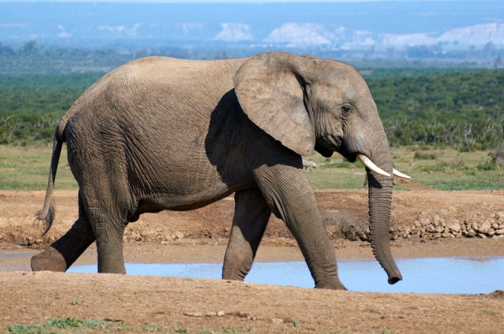 10 Fun Facts About Elephants - Texas Zoos