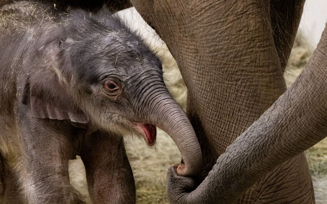 The Fort Worth Zoo recently celebrated the arrival of a new addition – an adorable Asian elephant calf!