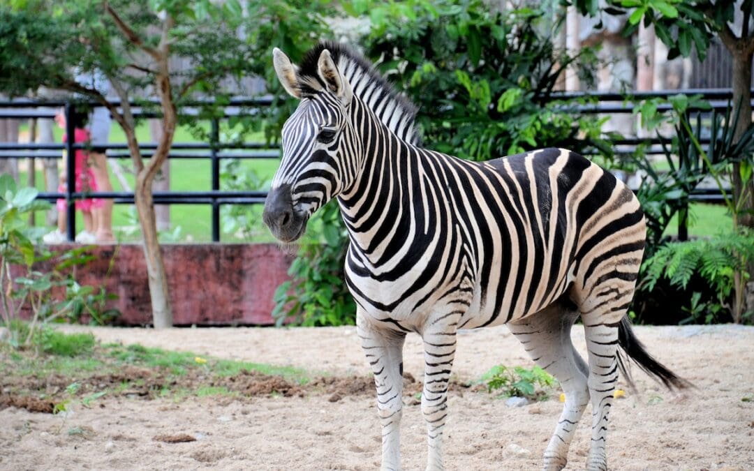 A Brief History of the Word “Zoo”