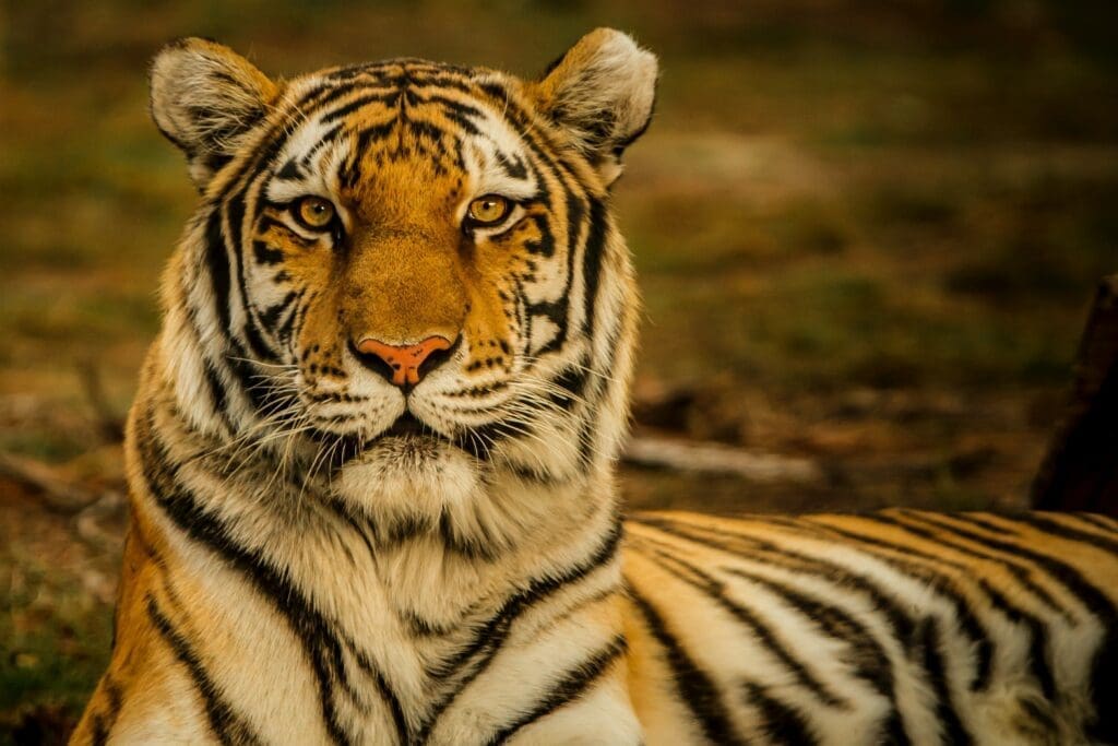 Bengal Tiger, The Animal Facts