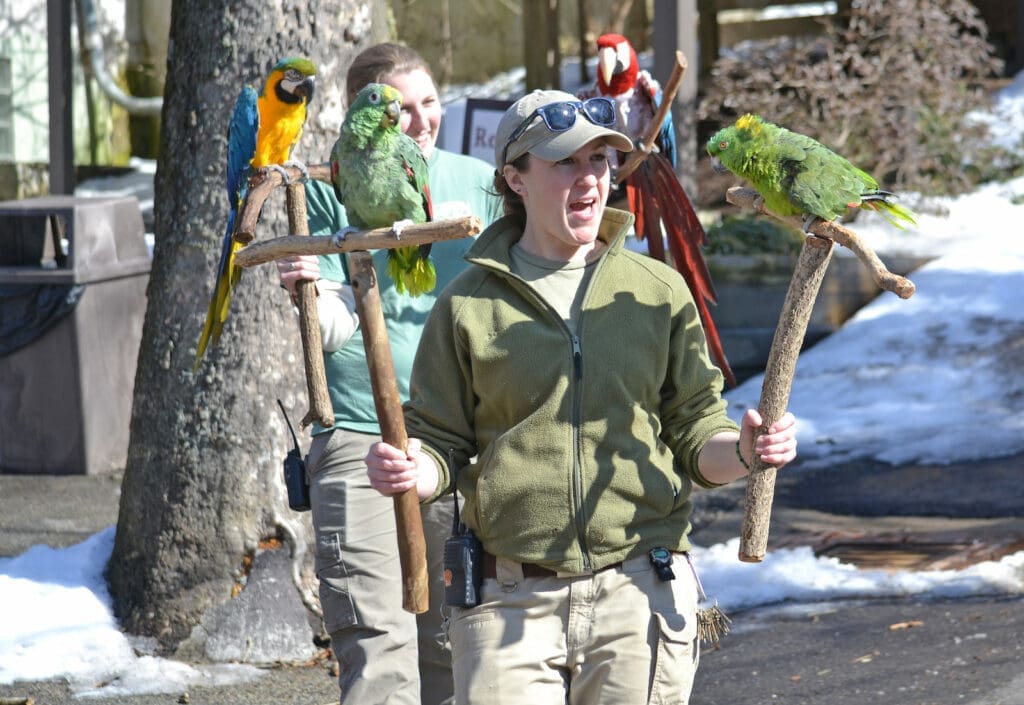 A zookeeper handling multiple colorful parrots while teaching about birds and conservation.