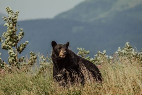 10 Fun Facts About the American Black Bear / Texas Zoos