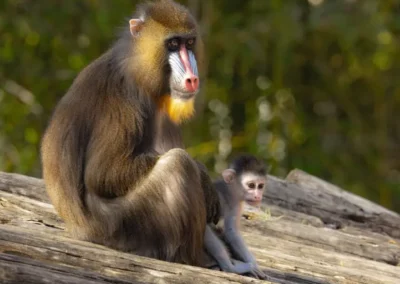 Scarlett an adult female Mandrill Monkey and her baby Ruby