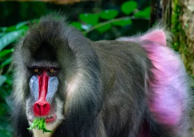 Not only is the mandrill monkey's face colorful, its bottom can contain bright colors of purple, red, and blue