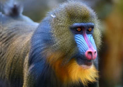 Incredible coloring of the mandrill monkeys face with orange eyes, blue cheeks, red nose, and yellow beard